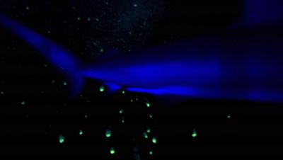000_001_0043.jpeg