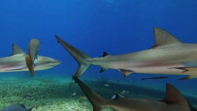000_001_0642.jpeg