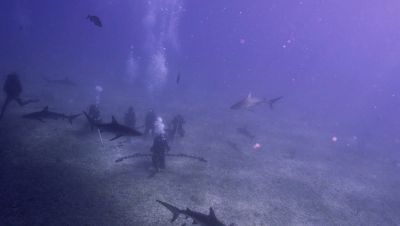 Click to view full size image
==============
000_001_0758.jpeg 000_001_0758.jpeg