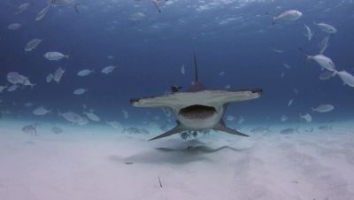 Click to view full size image
==============
000_001_1094.jpeg 000_001_1094.jpeg
