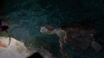 Click to view full size image
==============
000_001_1700.jpeg 000_001_1700.jpeg