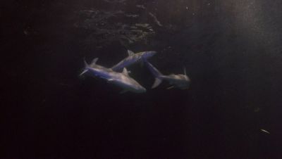 000_001_1745.jpeg