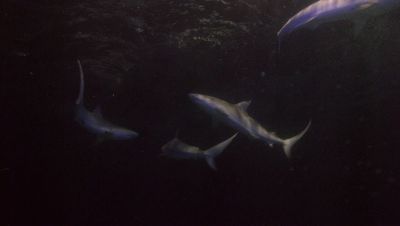 000_001_1747.jpeg