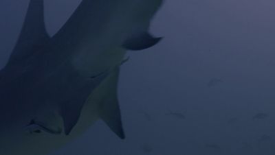 Click to view full size image
==============
000_001_1773.jpeg 000_001_1773.jpeg