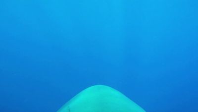 Click to view full size image
==============
000_001_1780.jpeg 000_001_1780.jpeg