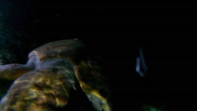 Click to view full size image
==============
000_001_1884.jpeg 000_001_1884.jpeg