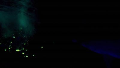 Click to view full size image
==============
000_001_2036.jpeg 000_001_2036.jpeg