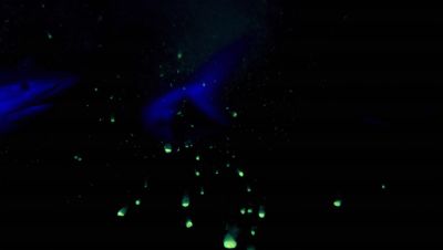 000_001_2039.jpeg