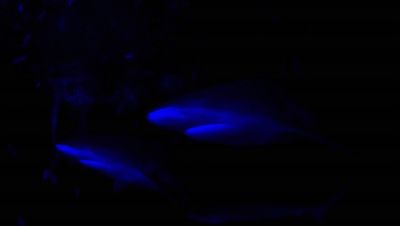 000_001_2084.jpeg