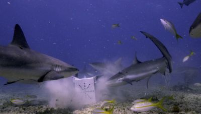 Click to view full size image
==============
000_001_2125.jpeg 000_001_2125.jpeg