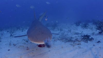 Click to view full size image
==============
000_001_2755.jpeg 000_001_2755.jpeg
