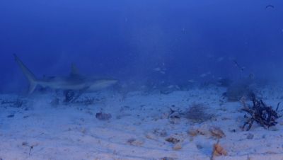 Click to view full size image
==============
000_001_2851.jpeg 000_001_2851.jpeg