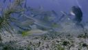 000_001_0035.jpeg