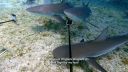 000_001_0474.jpeg