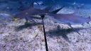 000_001_0545.jpeg