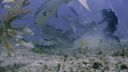 000_001_0872.jpeg