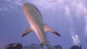 000_001_0923.jpeg