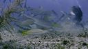 000_001_0928.jpeg