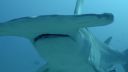 000_001_1081.jpeg