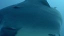 000_001_1082.jpeg