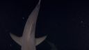 000_001_1743.jpeg