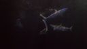 000_001_1746.jpeg