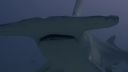 000_001_1772.jpeg