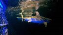 000_001_2068.jpeg