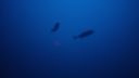 000_001_2411.jpeg