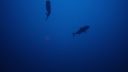 000_001_2412.jpeg