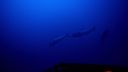 000_001_2616.jpeg